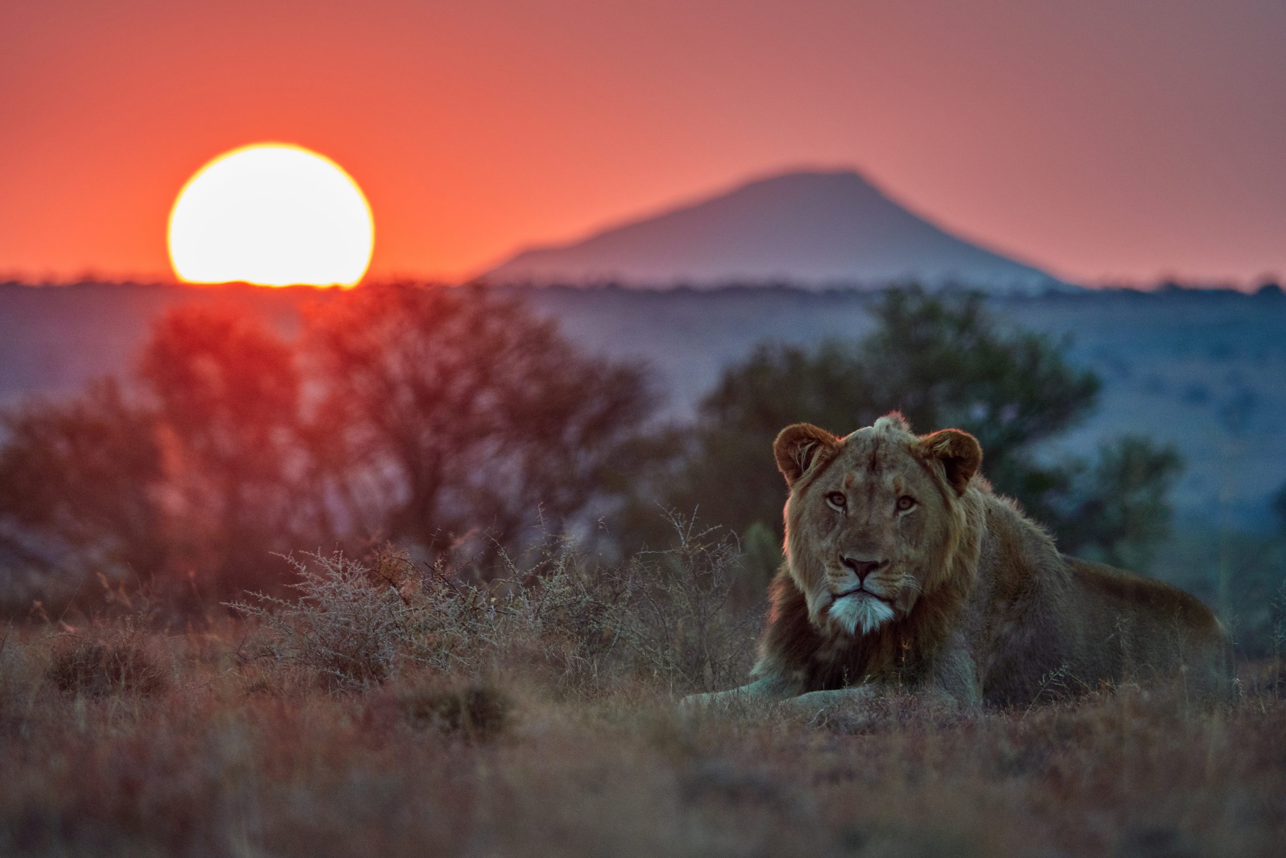 lion stares at camera, while sun sets in the african background